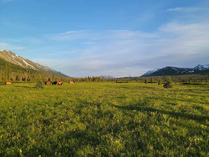 kluane